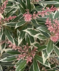 Future Forests Pieris Japonica Flaming Silver