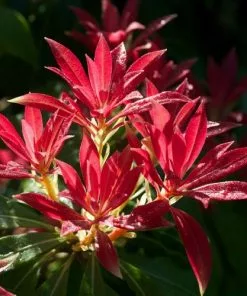 Future Forests Pieris Japonica Forest Flame