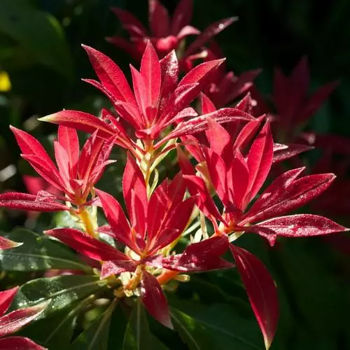 Future Forests Pieris Japonica Forest Flame 3 Future Forests Pieris Japonica Forest Flame