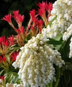 Future Forests Pieris Japonica Forest Flame