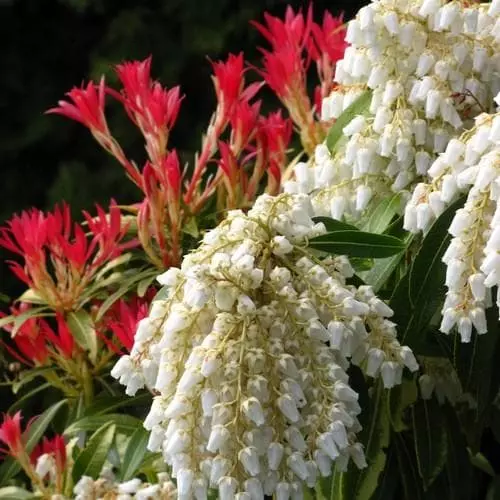 Future Forests Pieris Japonica Forest Flame 4 Future Forests Pieris Japonica Forest Flame