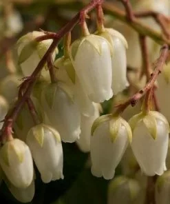 Future Forests Pieris Japonica Forest Flame 8 Future Forests Pieris Japonica Forest Flame