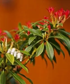 Future Forests Pieris Japonica Forest Flame 9 Future Forests Pieris Japonica Forest Flame