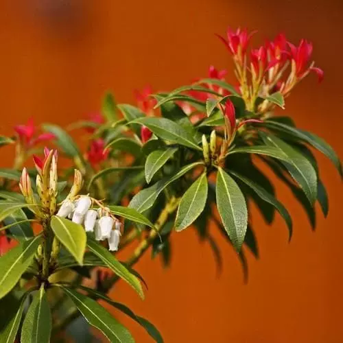 Future Forests Pieris Japonica Forest Flame 6 Future Forests Pieris Japonica Forest Flame