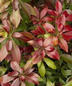 Future Forests Pieris Japonica Katsura Shrubs