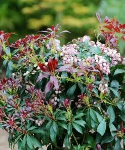 Future Forests Pieris Japonica Katsura Shrubs