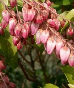 Future Forests Pieris Japonica Katsura Shrubs