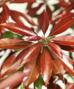 Future Forests Pieris Japonica Katsura Shrubs