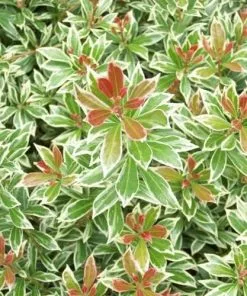 Future Forests Shrubs Pieris Japonica Little Heath