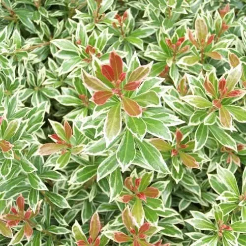 Future Forests Shrubs Pieris Japonica Little Heath 4 Future Forests Shrubs Pieris Japonica Little Heath