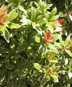 Future Forests Shrubs Pieris Japonica Little Heath 8 Future Forests Shrubs Pieris Japonica Little Heath