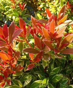 Future Forests Shrubs Pieris Japonica Little Heath
