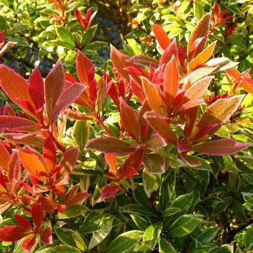 Future Forests Shrubs Pieris Japonica Little Heath 3 Future Forests Shrubs Pieris Japonica Little Heath