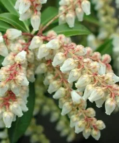 Future Forests Shrubs Pieris Japonica Little Heath 9 Future Forests Shrubs Pieris Japonica Little Heath