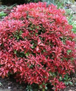 Future Forests Pieris Japonica Mountain Fire Shrubs
