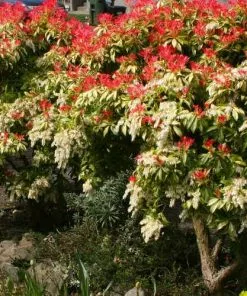 Future Forests Pieris Japonica Mountain Fire Shrubs
