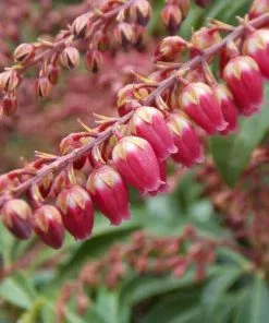 Future Forests Shrubs Pieris Japonica Passion