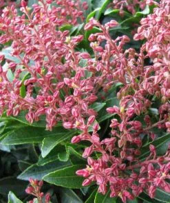 Future Forests Shrubs Pieris Japonica Passion
