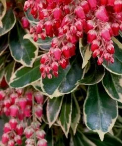 Future Forests Pieris Japonica Ralto Shrubs