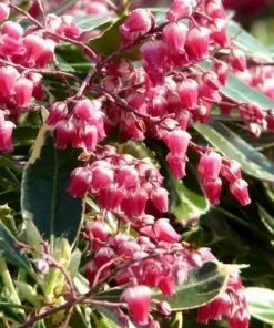 Future Forests Pieris Japonica Ralto Shrubs