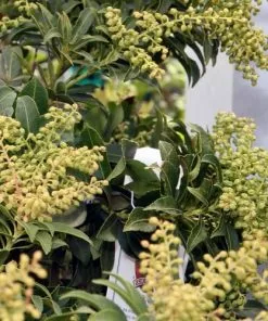 Future Forests Pieris Japonica Sarabande