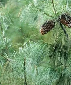 Future Forests Pinus Armandii 12 Future Forests Pinus Armandii