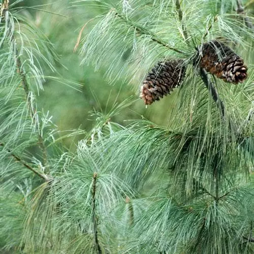 Future Forests Pinus Armandii 5 Future Forests Pinus Armandii