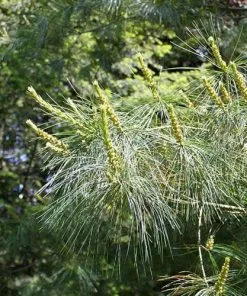 Future Forests Pinus Armandii 13 Future Forests Pinus Armandii