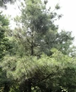 Future Forests Pinus Armandii