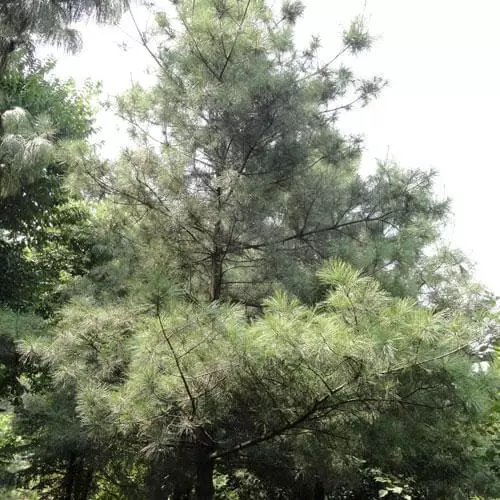 Future Forests Pinus Armandii 4 Future Forests Pinus Armandii