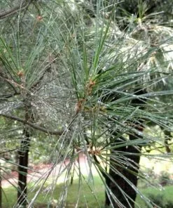 Future Forests Pinus Armandii 14 Future Forests Pinus Armandii