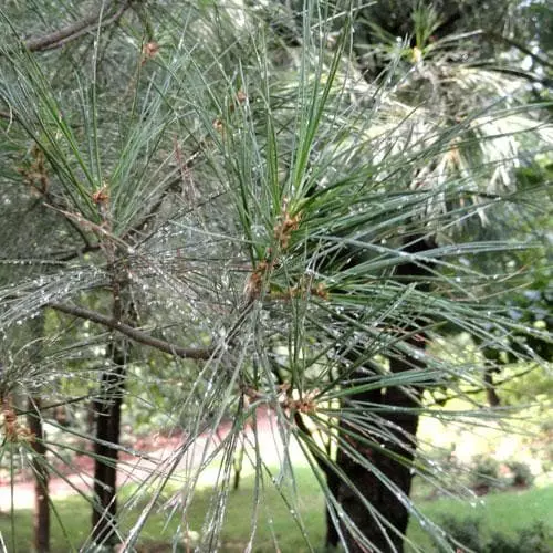 Future Forests Pinus Armandii 7 Future Forests Pinus Armandii