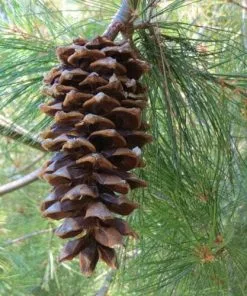 Future Forests Pinus Armandii 15 Future Forests Pinus Armandii