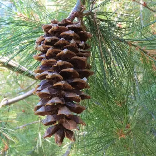 Future Forests Pinus Armandii 8 Future Forests Pinus Armandii