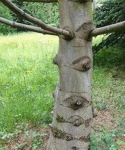 Future Forests Pinus Armandii 16 Future Forests Pinus Armandii