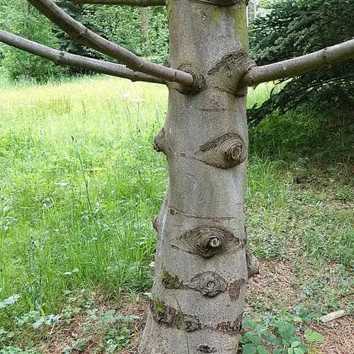 Future Forests Pinus Armandii 9 Future Forests Pinus Armandii