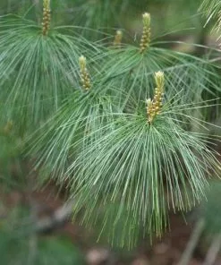 Future Forests Pinus Armandii
