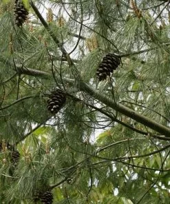 Future Forests Pinus Armandii 17 Future Forests Pinus Armandii