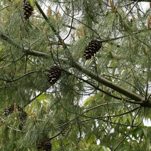 Future Forests Pinus Armandii 10 Future Forests Pinus Armandii