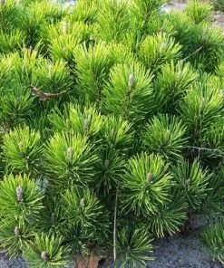 Future Forests Pinus Mugo Pumilio - Dwarf Mountain Pine