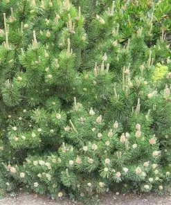 Future Forests All Conifers Pinus Mugo Mughus - Mountain Pine