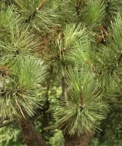 Future Forests Pinus Nigra Pyramidalis