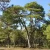 Future Forests All Conifers Pinus Nigra Nigra - Austrian Black Pine
