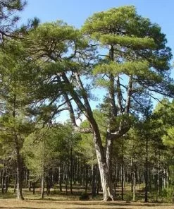 Future Forests All Conifers Pinus Nigra Nigra - Austrian Black Pine