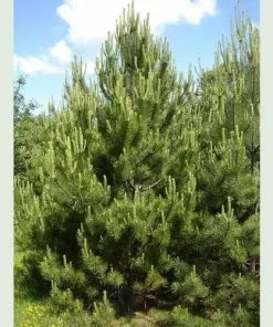 Future Forests Pinus Nigra Austriaca - Austrian Pine