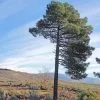 Future Forests Pinus Pinaster