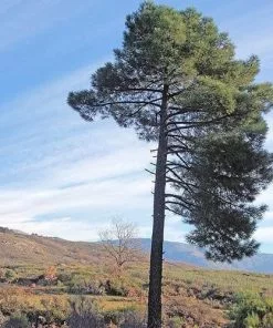 Future Forests Pinus Pinaster