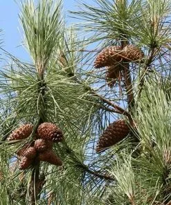 Future Forests Pinus Pinaster