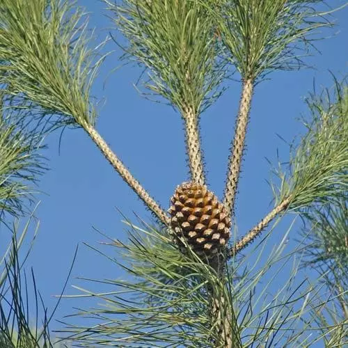 Future Forests Pinus Pinea - Stone Pine 4 Future Forests Pinus Pinea - Stone Pine