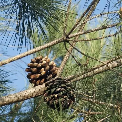 Future Forests Pinus Pinea - Stone Pine 6 Future Forests Pinus Pinea - Stone Pine